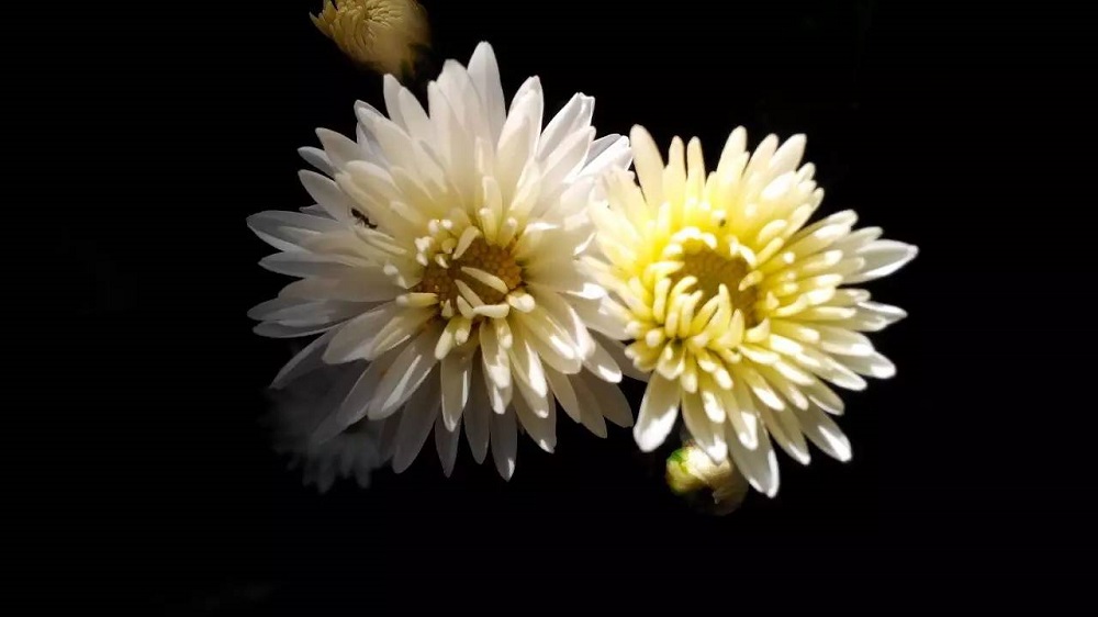 沉痛哀悼，深切緬懷江澤民同志